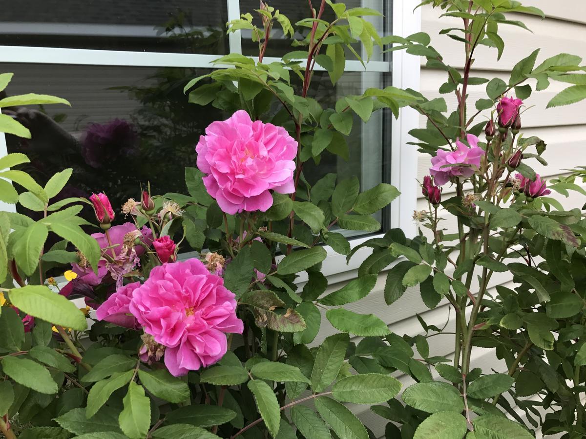 Alaska Garden Gate B&B 팔머 외부 사진
